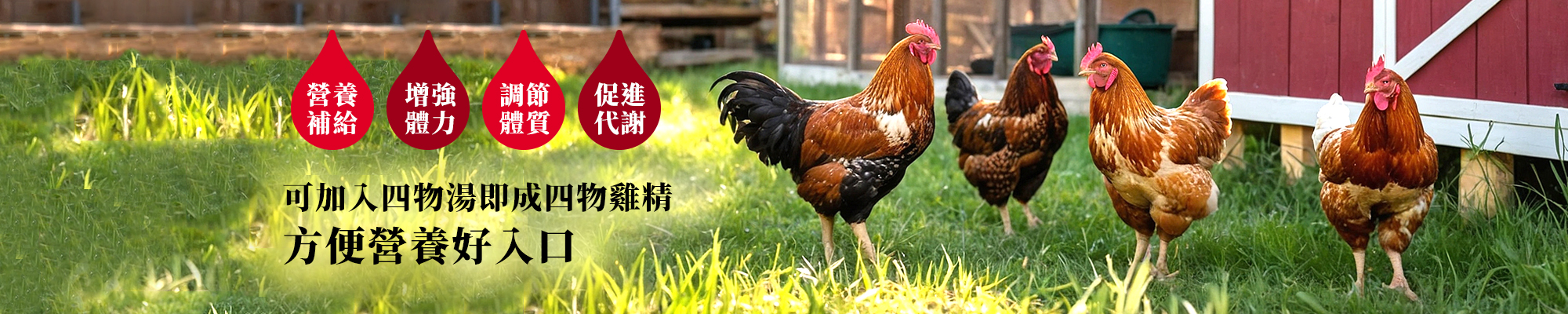 百分百商行::臻純粹滴雞精